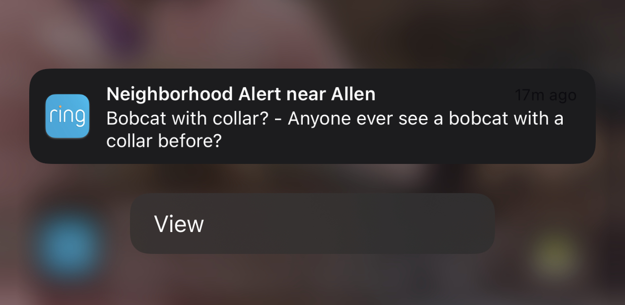 Ring Neighborhood Alert: Bobcat with a collar?